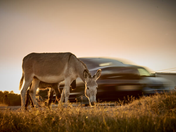 A donkey stands next to a car whizzing behind him. Working animals are at risk of being hit by vehicles.