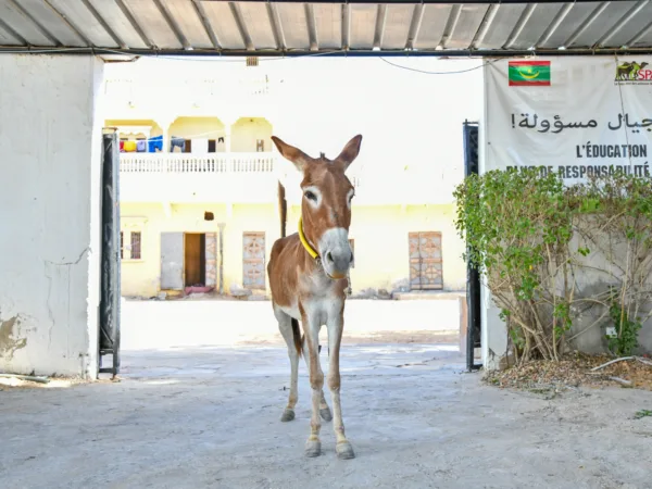 A working donkey at a SPANA veterinary centre in Mauritania was treated for parasites