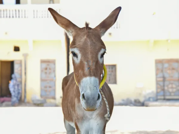 A donkey in Mauritania visits SPANA's veterinary centre for treatment