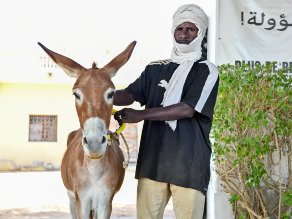 A working donkey and her owner visit SPANA's veterinary centre in Mauritania for urgency treatment.