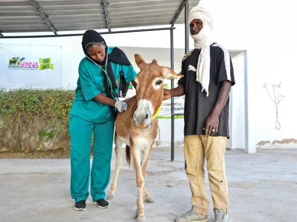 A SPANA vet provides urgent veterinary treatment to a working donkey at SPANA's centre in Mauritania