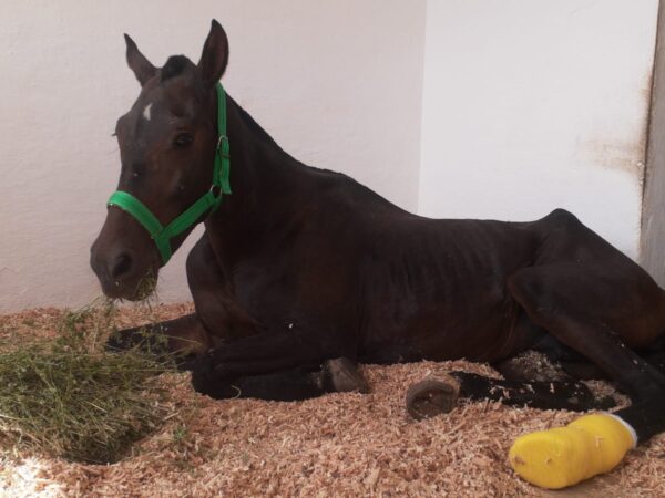 A horse receives treatment for a broken leg after being hit by a vehicle.