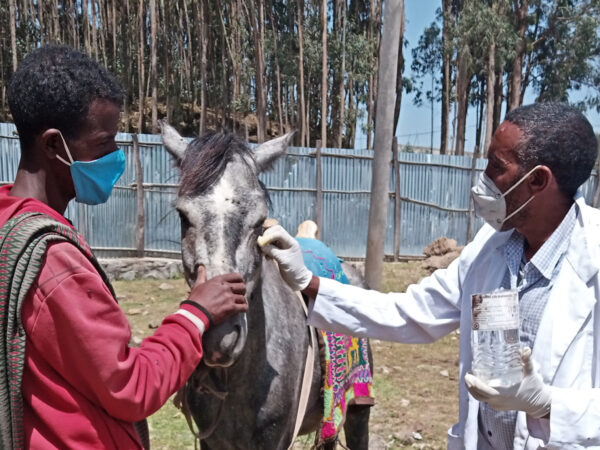 A SPANA vet in Ethiopia treats a working horse at a mobile clinic