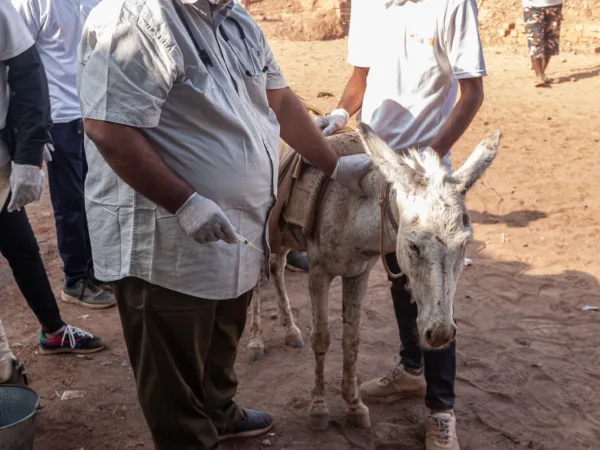 A SPANA vet treats a brick kiln donkey at a mobile clinic in india
