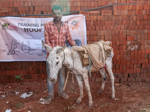 A brick kiln donkey and owner visit a SPANA mobile clinic in India