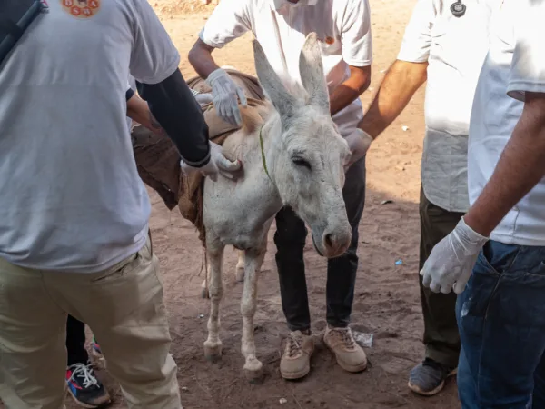 A brick kiln donkey receives veterinary care at a SPANA mobile clinic in India
