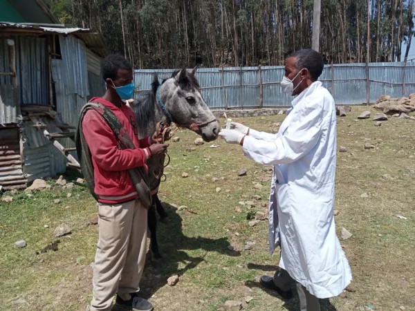 A working horse in Ethiopia receives eye ointment at a SPANA mobile clinic