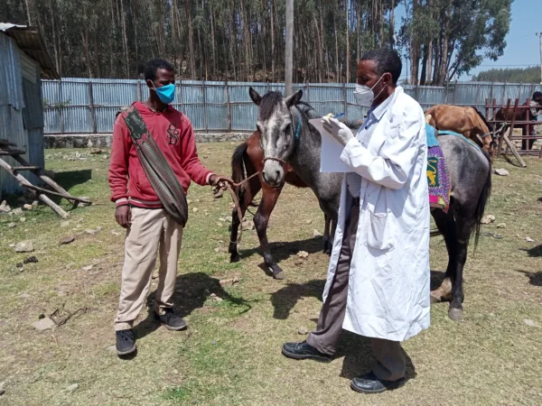 A working horse with weeping eyes in checked by a vet at a SPANA mobile clinic in Ethiopia