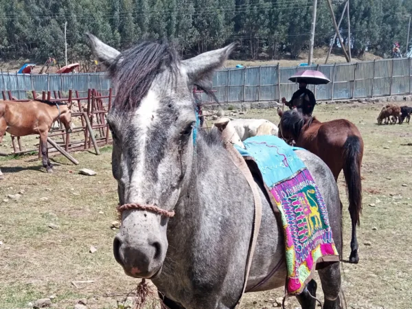 A working horse with weeping eyes waits for treatment at a SPANA mobile clinice in Ethiopia