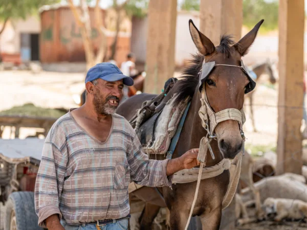 A working mule and its owner visit a SPANA mobile clinic in Tunisia