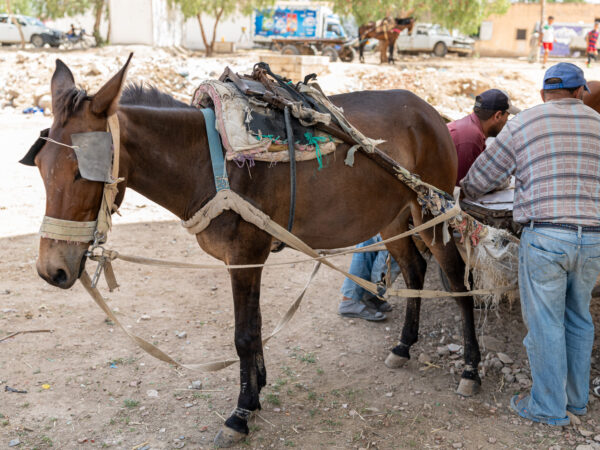 A working mule in Tunisia is treated for parasites at a SPANA mobile clinic