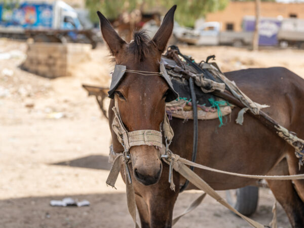 A working mule was treated for parasites at a SPANA veterinary clinic in Tunisia