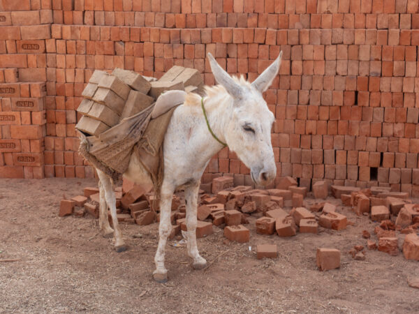 Donkeys are used to haul bricks at brick kilns in India