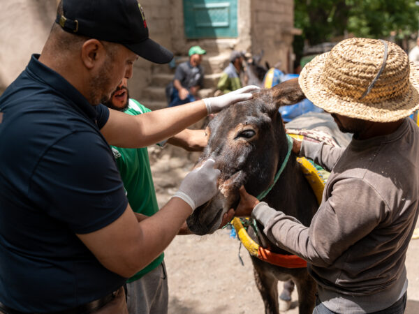 A working donkey receives veterinary treatment from a SPANA vet at a village at the epicentre of the 2023 Morocco earthquake