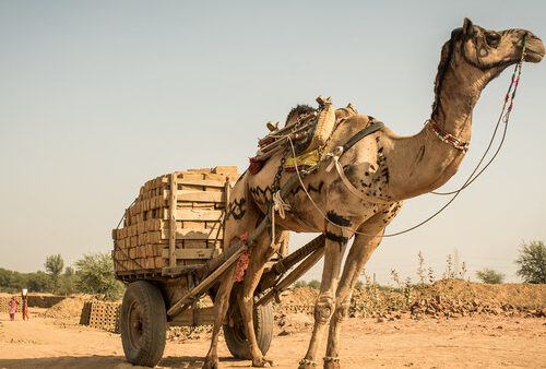 Camel in the desert pulling a cart