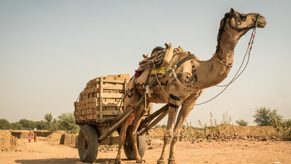 Camel in the desert pulling a cart