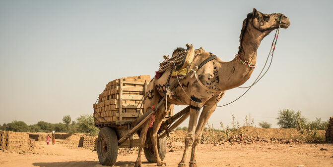 Camel in the desert pulling a cart