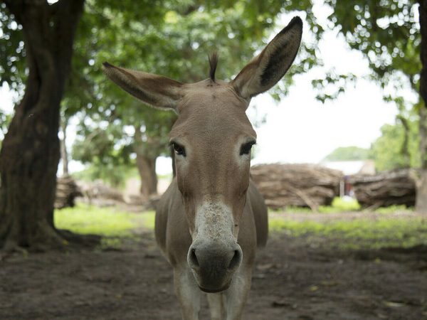 Donkey in a forest