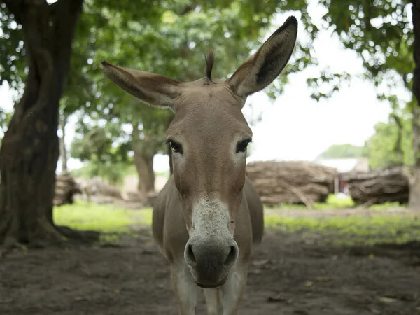 Donkey in a forest