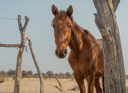 horse in a dry desert