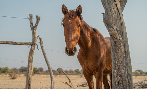 horse in a dry desert