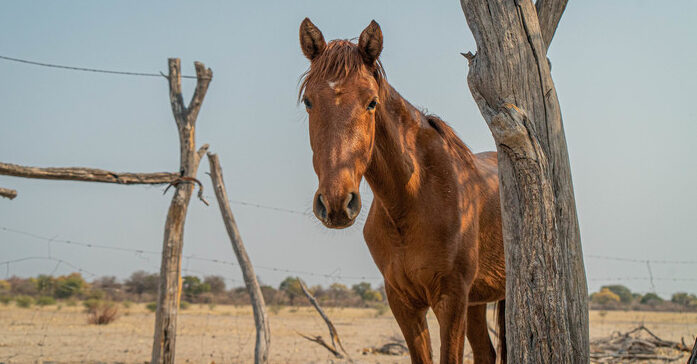 horse in a dry desert