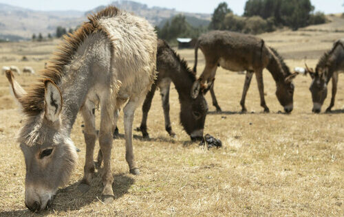 four mules in a desert