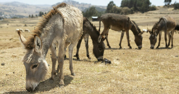 four mules in a desert