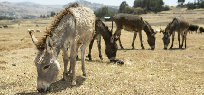 four mules in a desert