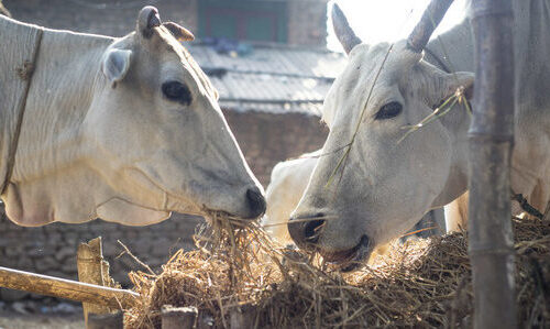 two white Oxen standing close together facing each other