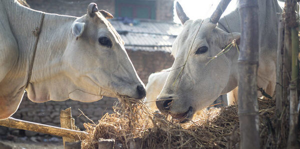 two white Oxen standing close together facing each other