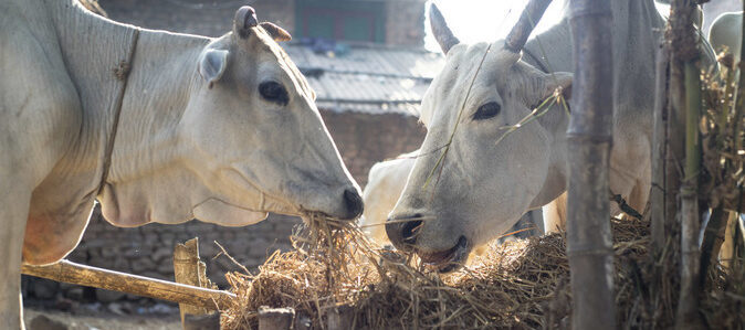 two white Oxen standing close together facing each other