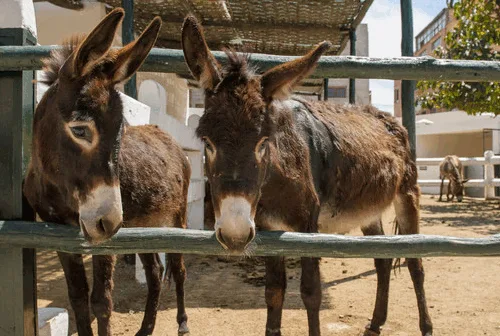Two donkeys looking through a fence