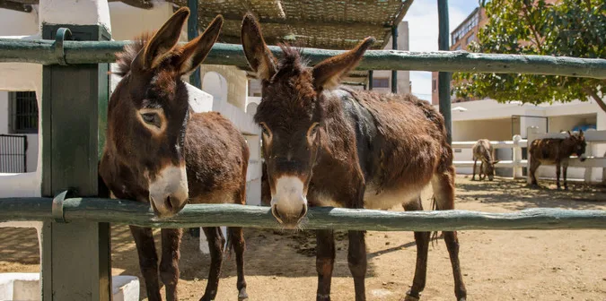 Two donkeys looking through a fence