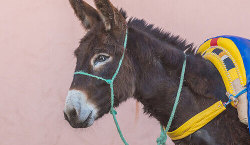 happy brown donkey standing on the side with a bright blue and yellow harness