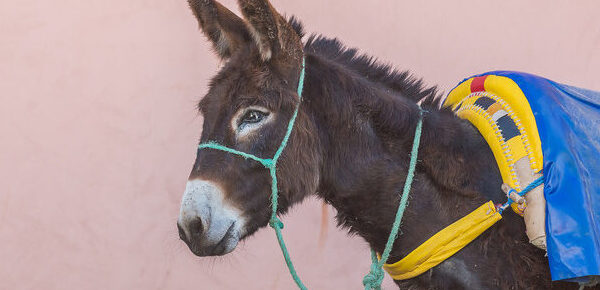 happy brown donkey standing on the side with a bright blue and yellow harness