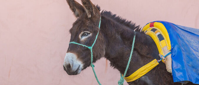 happy brown donkey standing on the side with a bright blue and yellow harness