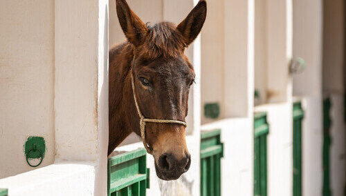 Brown horse in a green stables with its head out of the stalls