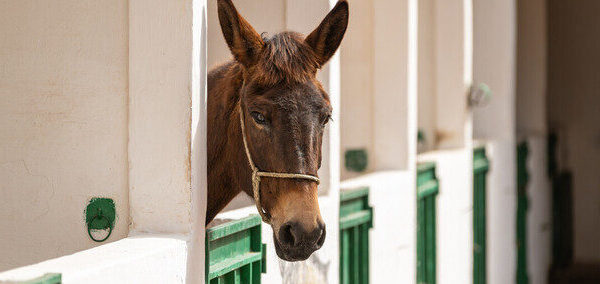 Brown horse in a green stables with its head out of the stalls