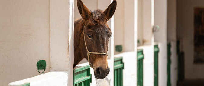 Brown horse in a green stables with its head out of the stalls