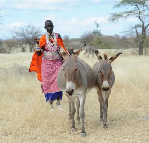 A working animal is brought to a SPANA mobile clinic in Kenya by their owner