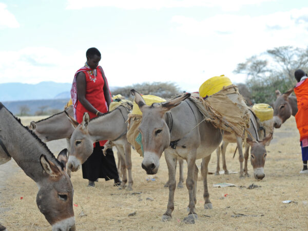 A working donkey in Kenya waits for veterinary treatment