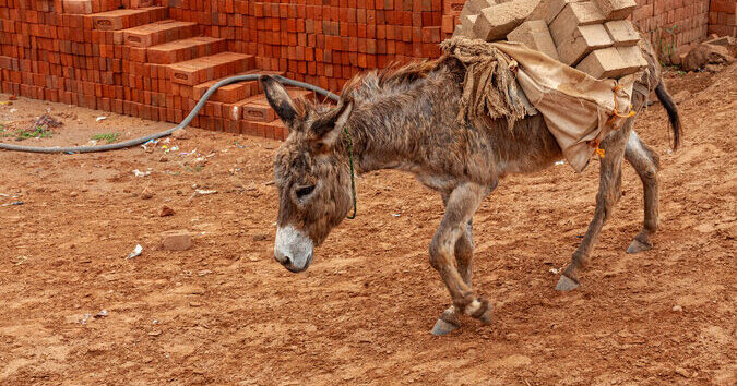 Donkey carrying bricks from a brick kiln