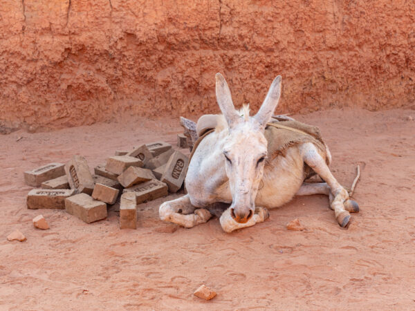 A sad looking donkey lies down next to a pile of bricks at a brick kiln in India.