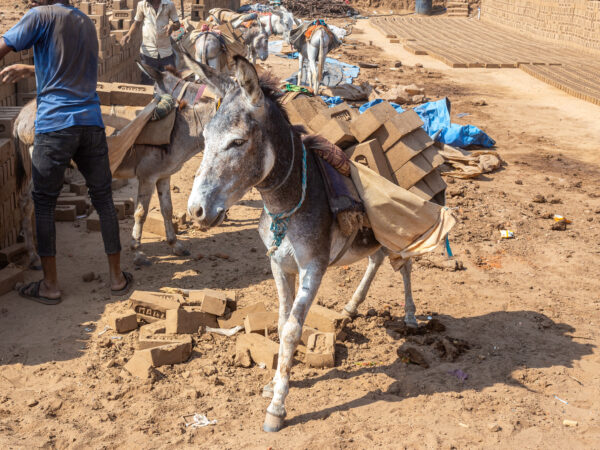 A donkey carries bricks next to walls of bricks in one of India's many brick kilns.