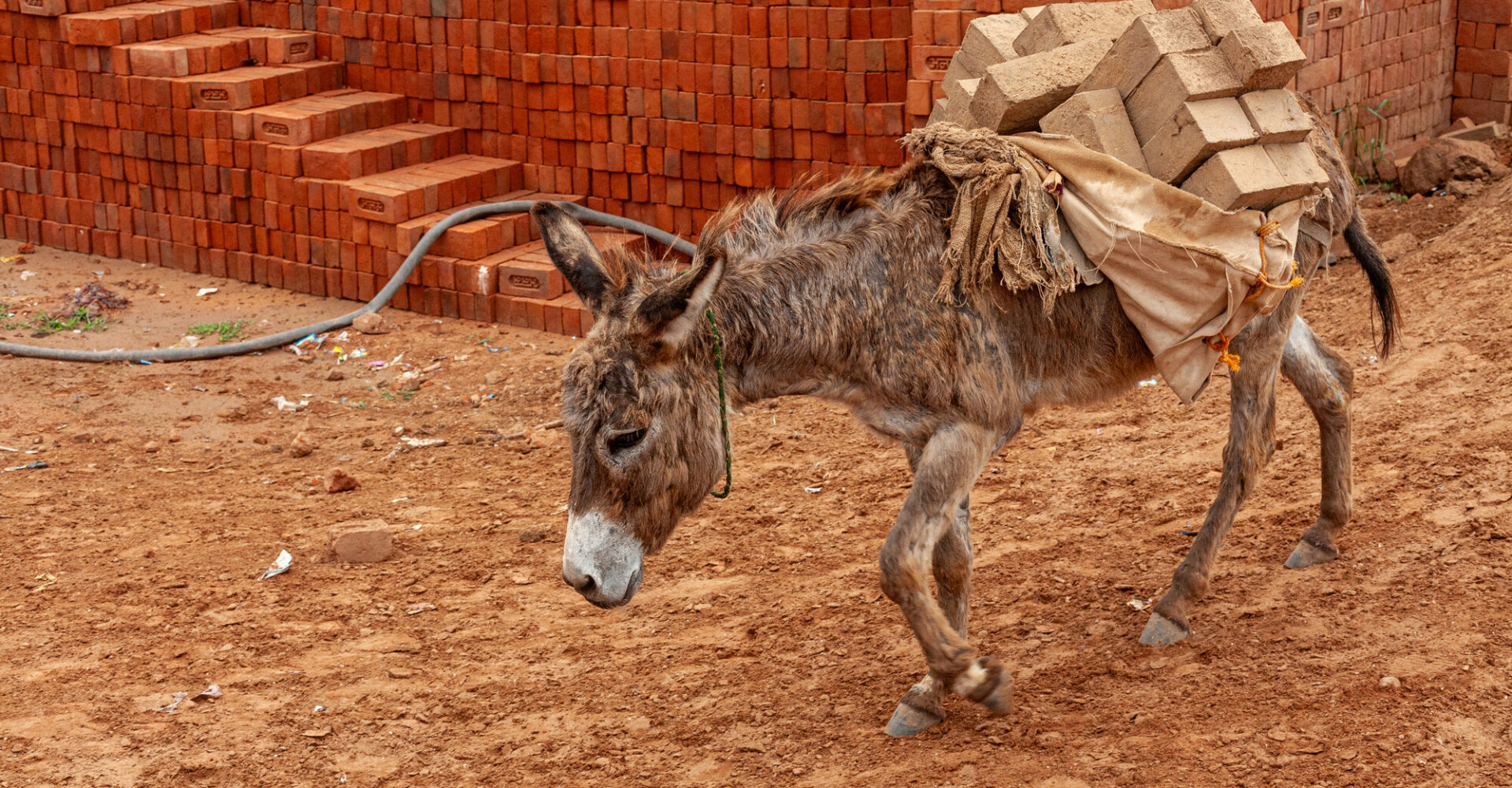 A donkey carring a heavy load of bricks in one of India's many brick kilns.