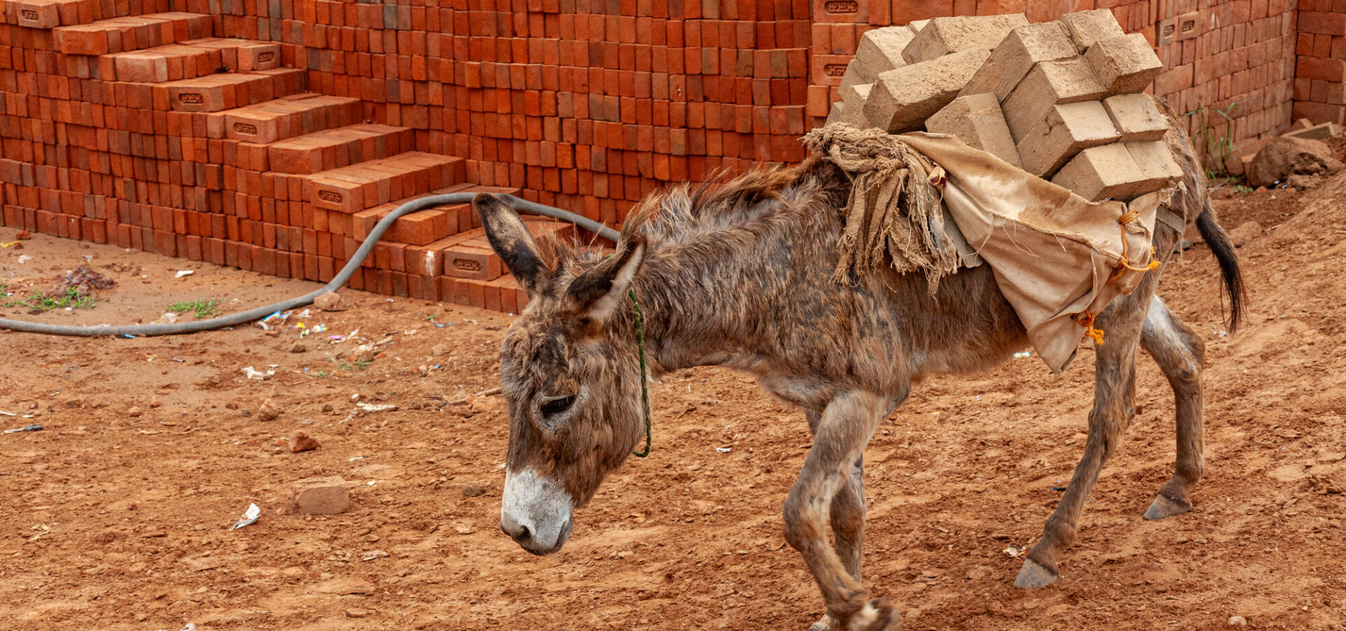 A donkey carring a heavy load of bricks in one of India's many brick kilns.