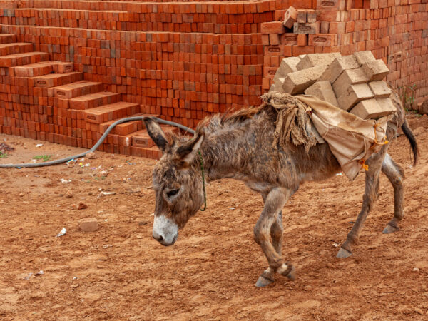 A donkey carring a heavy load of bricks in one of India's many brick kilns.