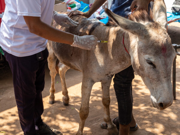 A donkey working at a brick kiln receives treatment from a SPANA vet.