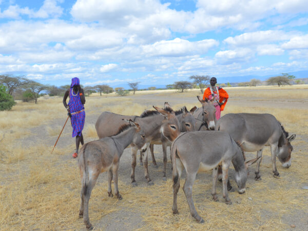 In Kenya, families rely on working donkeys for daily tasks and to help carry goods as they move around the country